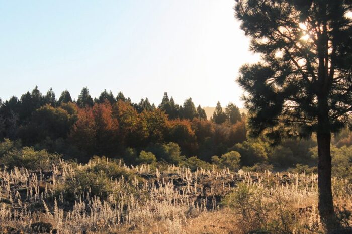 Pagaron incentivos forestales a productores de la zona Sur