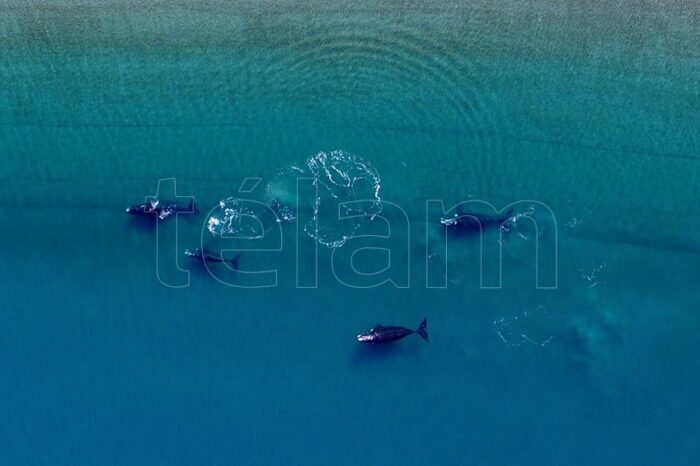 La ballena franca austral, bajo amenaza por el calentamiento de los océanos