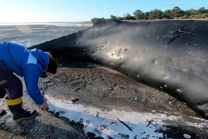 Un ejemplar de ballena yubarta murió varado y piden a la población que no se acerque