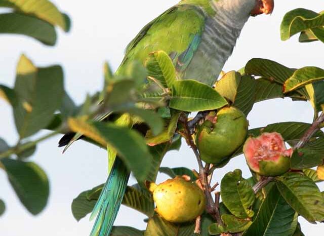 Buscan implementar estrategias de manejo ante la invasión de cotorra común en la provincia