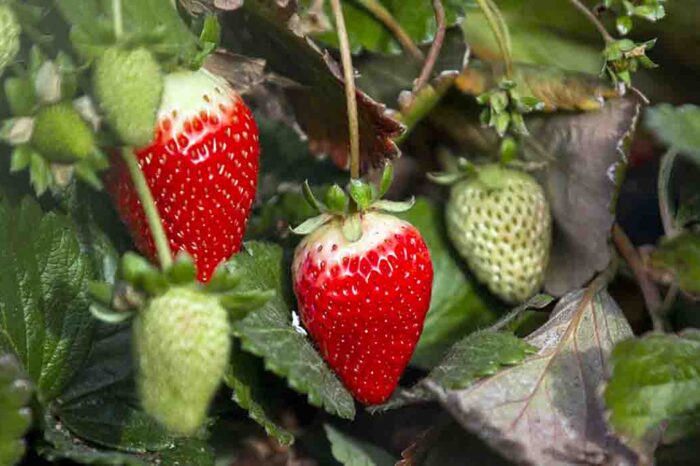Productores de frutas finas iniciaron un programa para trabajar de forma asociativa