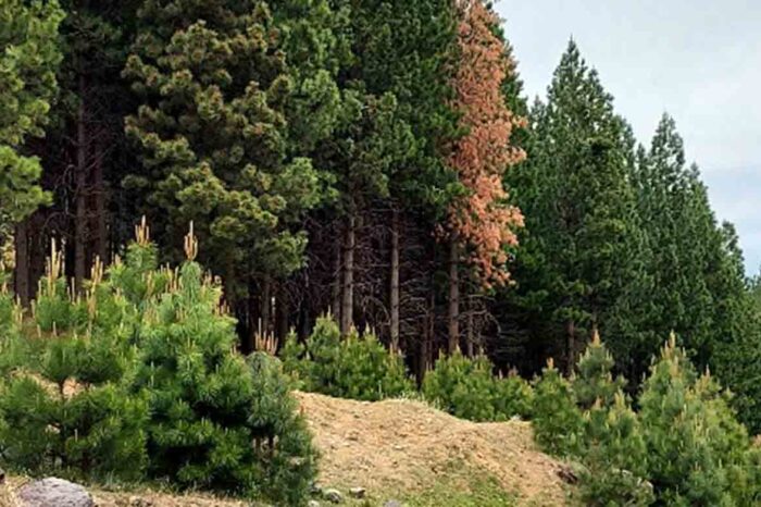 Finalizó la campaña de control biológico en pinos de la provincia