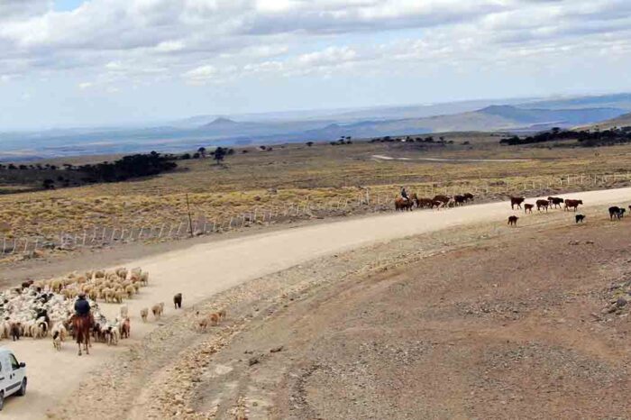 Se inició el operativo Trashumancia en el Norte de la provincia