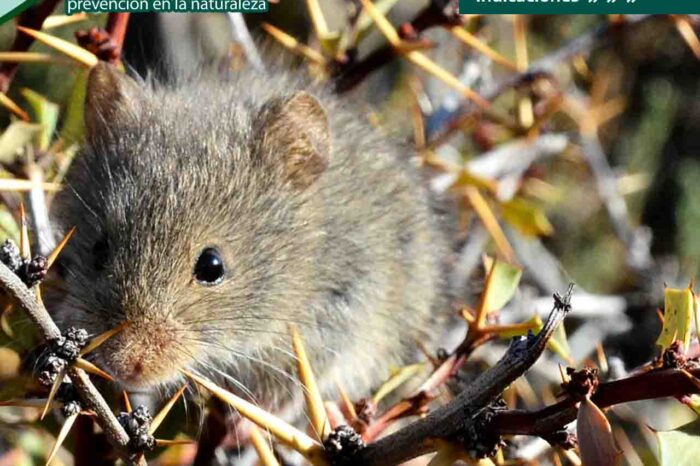 Hantavirus, prevenir enfermedades trasmitidas por roedores