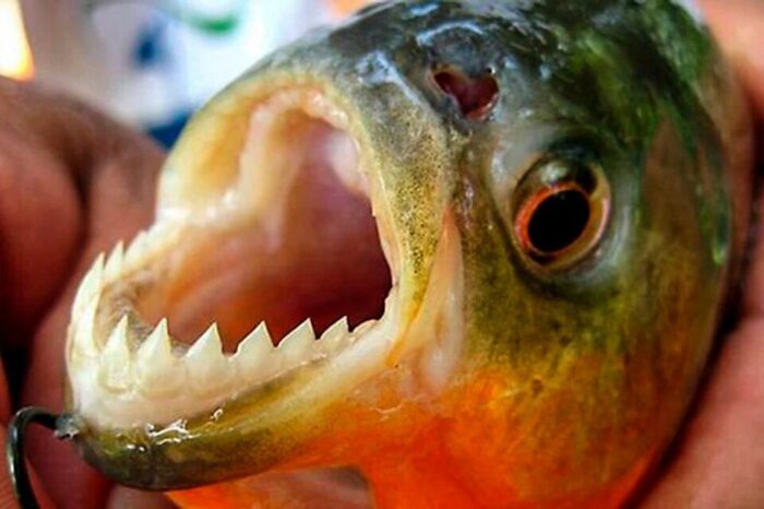 Santa Fe: no cesan los ataques de palometas en la laguna Setúbal