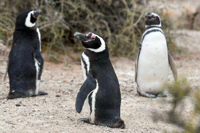 La Argentina protege al 80% de la población mundial de los pingüinos de Magallanes
