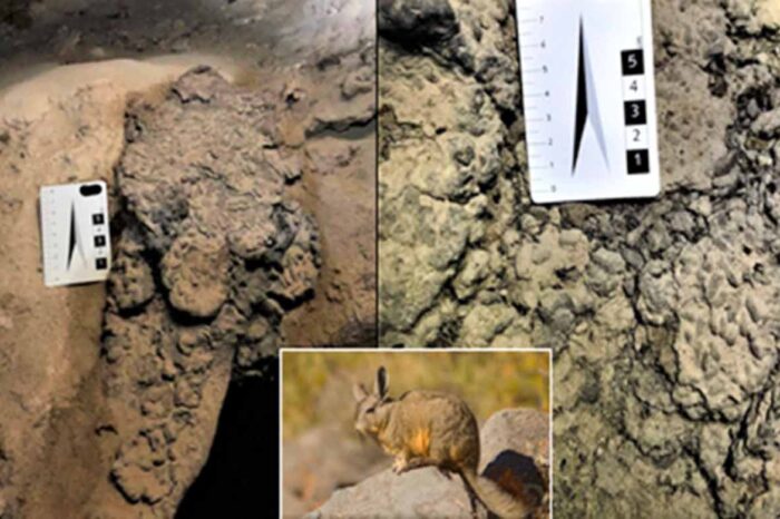 El Ministerio de las Culturas participó en las jornadas nacionales de Espeleología