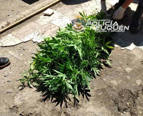 Le allanaron la casa, tenia pedido de paradero y le encontraron plantas de marihuana