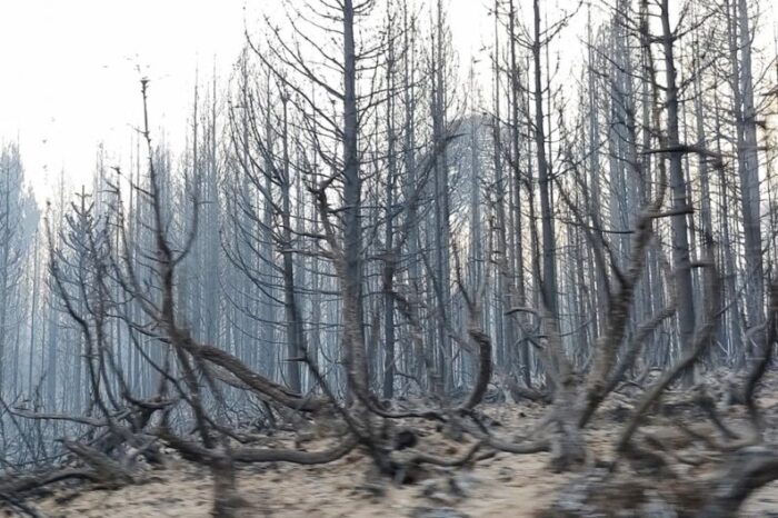80 brigadistas trabajan para combatir el incendio en Quillén