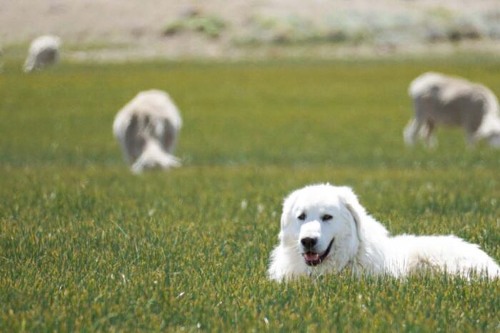 Perros protectores de ganado, ideales para disminuir la depredación por pumas y zorros