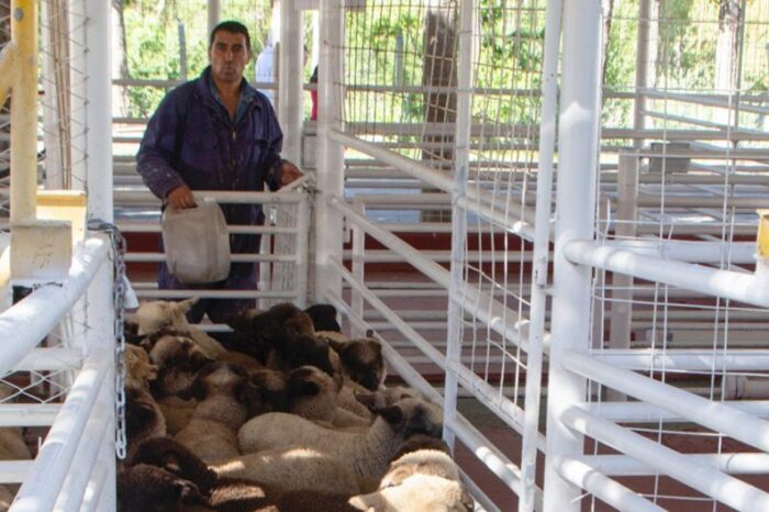 Se inició la compra de chivitos a crianceros para la faena 2021-2022