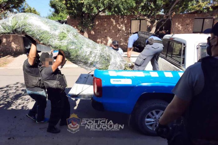 Allanamientos por robo calificado fue positivo y secuestraron plantas de Cannabis Sativa de 3 metros y otros elementos