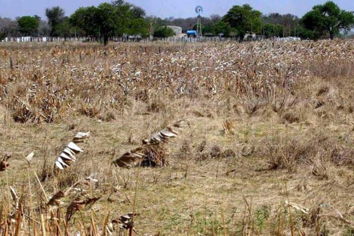 Recomiendan a la provincia que declare la emergencia agropecuaria por sequía