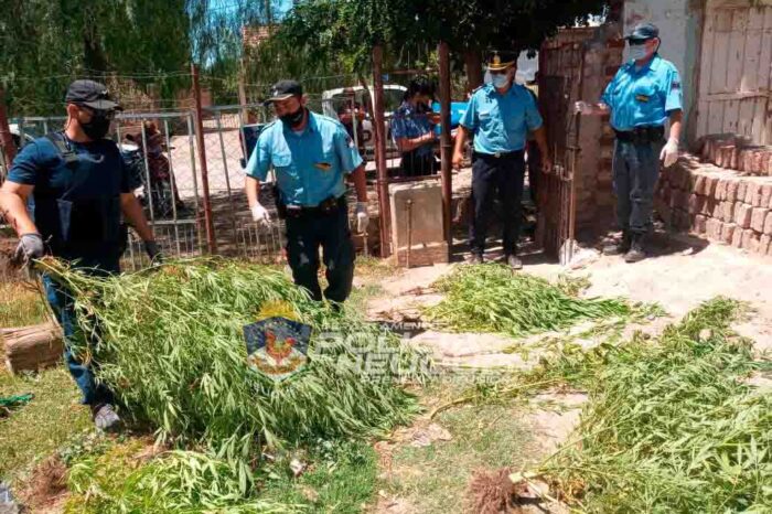 CENTENARIO: Un demorado, plantas de marihuana secuestradas y un celular recuperado en allanamientos