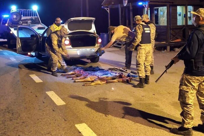 Caza Furtiva: Demorados con carne de ciervo colorado, un arma de fuego y municiones