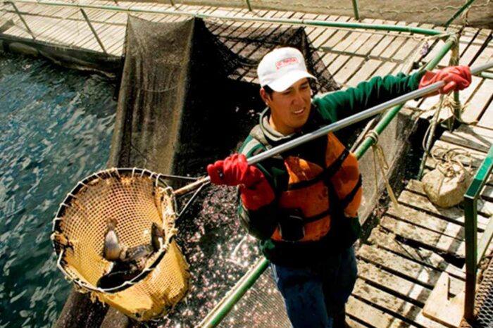 Argentina amplia su zona libre de enfermedades de los salmónidos en Río Negro y Neuquén