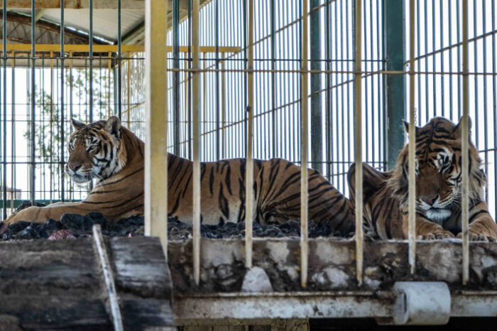 Trasladan a Sudáfrica a los cuatro tigres de bengala abandonados hace 15 años en San Luis