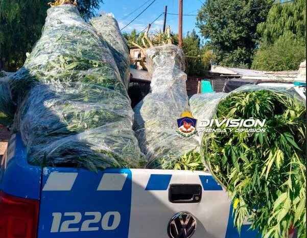 200 plantas de Marihuana de 4 cuatro metros de altura, armas y demorados fue el resultado de un allanamiento