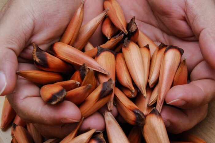Con restricciones para preservar las araucarias, inició la temporada de recolección de piñones