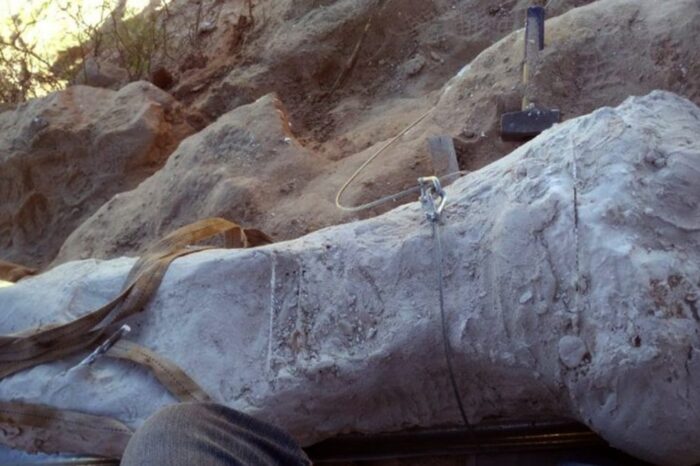 Rescataron un hueso de dinosaurio saurópodo hallado en Parque Norte