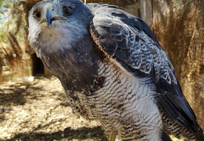 Otra Águila Mora que vuelve a su hábitat natural