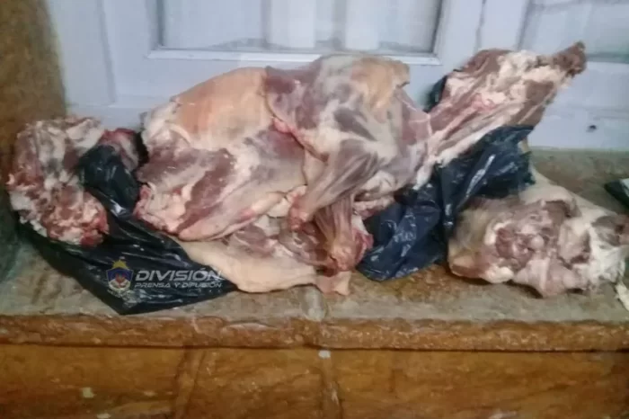 Zapala: Decomisaron más de 300 kilos de piñones y 17 de carne caprina