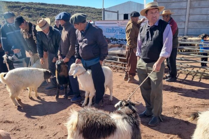 Los Chihuidos tuvo su 9° Feria y Exposición de Castrones