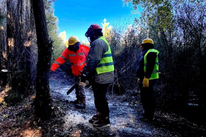 Se dictó un Taller sobre uso de motosierras y técnicas básicas de apeo de árboles