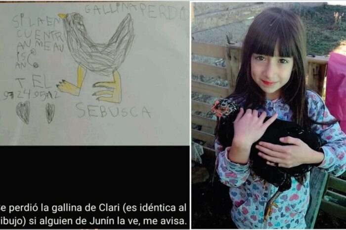 Desapareció su gallina, realizó un dibujo, se viralizó y apareció tras varios días de estar perdida