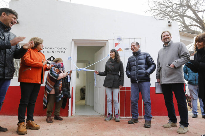 Neuquén sumó mejoramiento genético a la producción porcina
