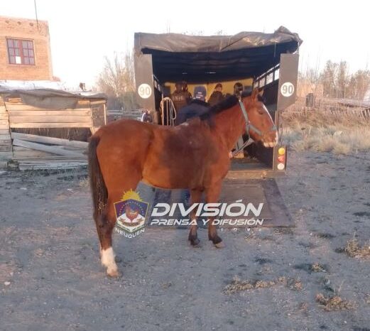 Allanamiento permite dar con un lugar dedicado a la faena clandestina de animales