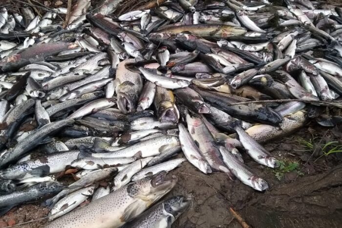 Junín de los Andes: Preocupa el colapsó del canal que abastece de agua a la piscicultura del CEAN
