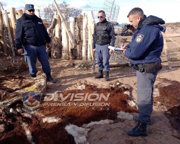 Bajada del Agrio: Dos personas fueron imputadas por el delito de abigeato