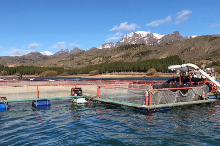 Realizaron un análisis económico y de inversión para la producción de trucha arco iris en Neuquén