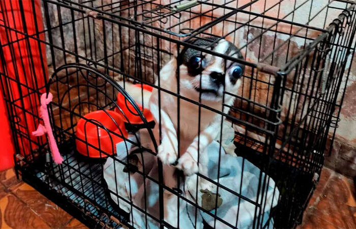Clausuraron un criadero ilegal con 123 perros chihuahuas y detuvieron a una mujer