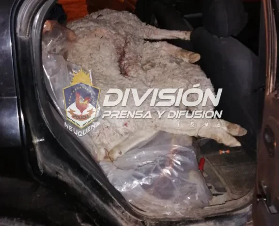 Villa la Angostura: Demoran a tres hombres por presunto abigeato, transportaban tres chivos que "abrían encontrado sobre la ruta 237"