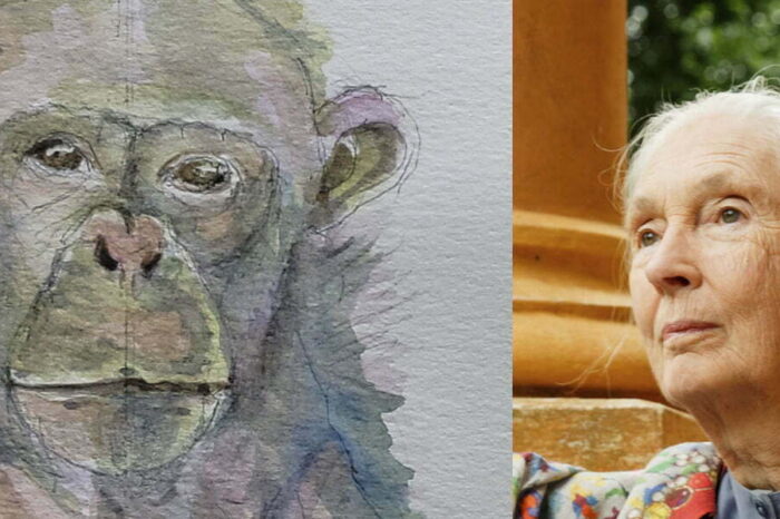 Toti es el chimpancé con la mirada más triste del mundo: Mensaje de la Dra. Jane Goodall