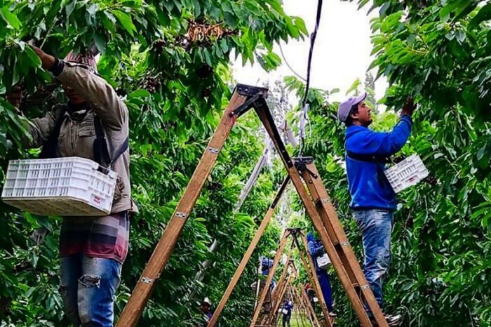 Por primera vez, la jornada nacional de cerezas se realizará en Río Negro
