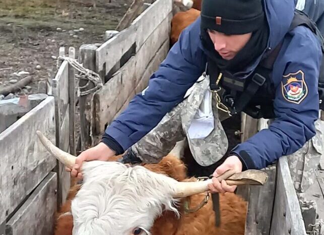 Junín de los Andes: Allanamiento permitió recuperar animales sustraídos