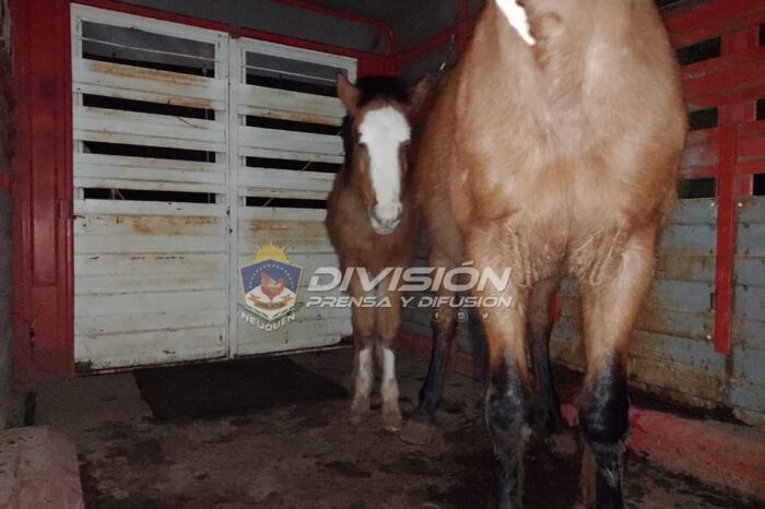 Picún Leufú: Tres sujetos transportando dos equinos, fueron demorados por presunto abigeato