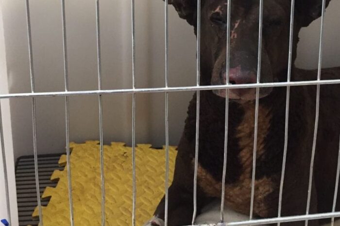 Veterinarias de Huincul y Cutral Co asistieron a los perros quemados en la explosión de Plaza Huincul