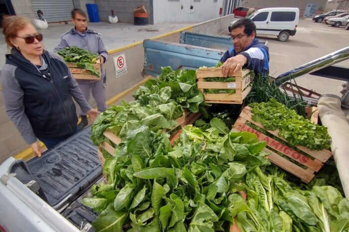 Donación de verduras para Caritas de Plottier