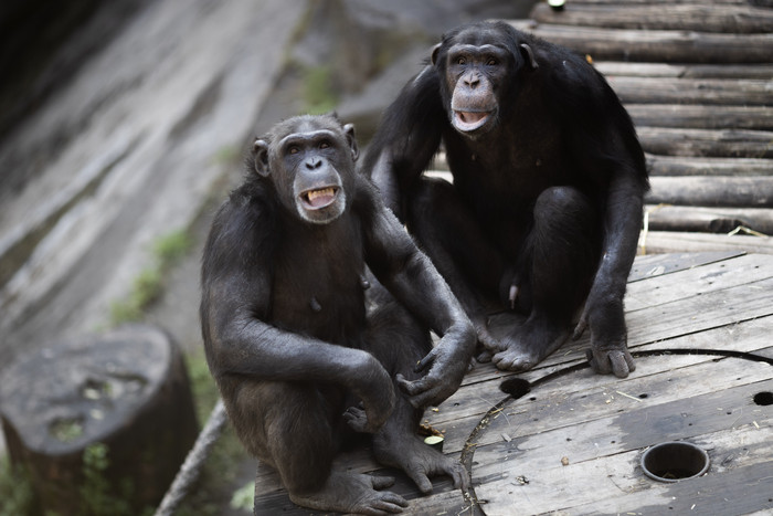 Los dos chimpancés del Ecoparque llegaron al santuario en el Reino Unido