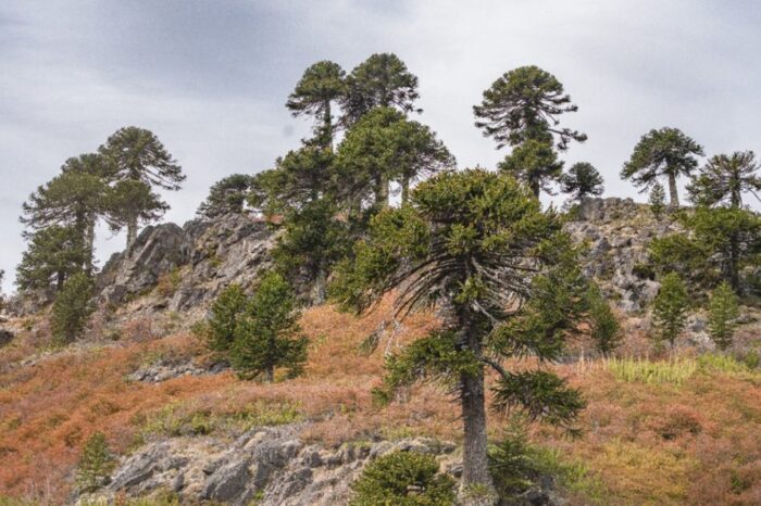 Abren convocatoria para la presentación de planes sobre el cuidado del bosque nativo
