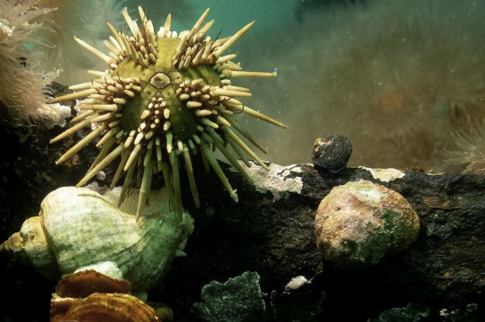 Científicas patagónicas desarrollaron un suplemento dietario a partir del erizo de mar