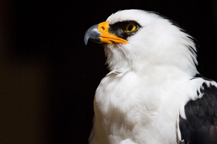 Descubren el primer nido de águila viuda para Argentina en un Área Protegida
