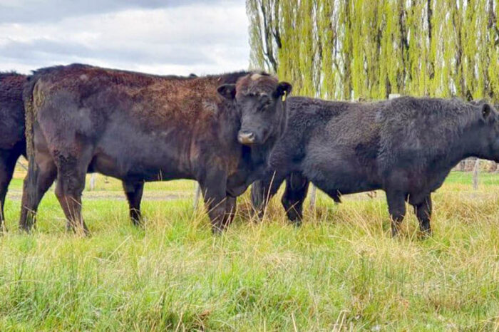 Loncopué: se realizará la primera feria y remate de toros
