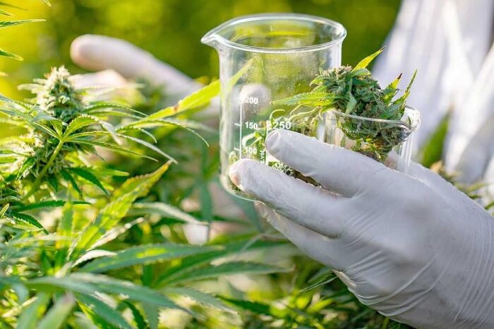 Cannabis Conicet ofrecerá semillas, análisis de productos e investigación
