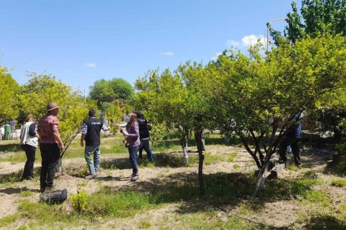 Alerta fitosanitaria por detección del insecto vector del HLB en la provincia de Catamarca