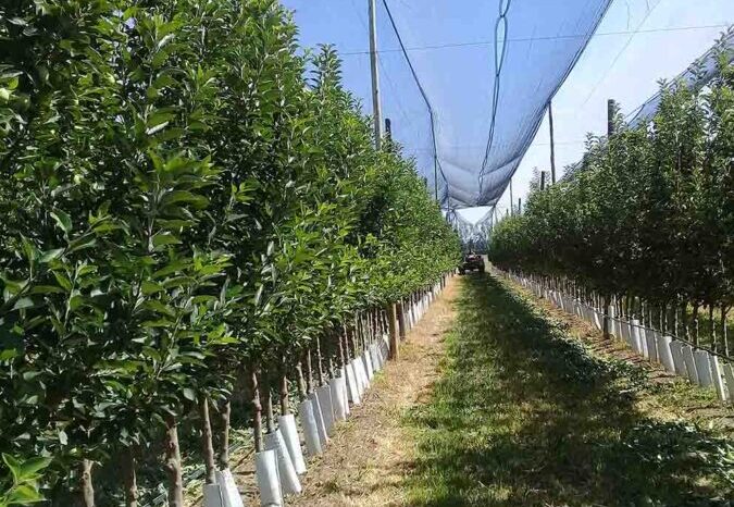 Superficie cubierta con mallas doble propósito en la Patagonia norte